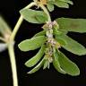 Fotografia 3 da espécie Chamaesyce maculata do Jardim Botânico UTAD