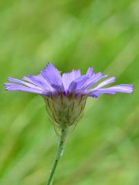 Fotografia da espécie Catananche caerulea