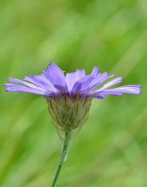 Fotografia 3 da espécie Catananche caerulea no Jardim Botânico UTAD