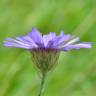 Fotografia 3 da espécie Catananche caerulea do Jardim Botânico UTAD