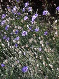 Fotografia da espécie Catananche caerulea