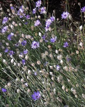 Fotografia 4 da espécie Catananche caerulea no Jardim Botânico UTAD