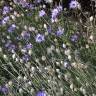 Fotografia 4 da espécie Catananche caerulea do Jardim Botânico UTAD