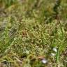 Fotografia 1 da espécie Radiola linoides do Jardim Botânico UTAD