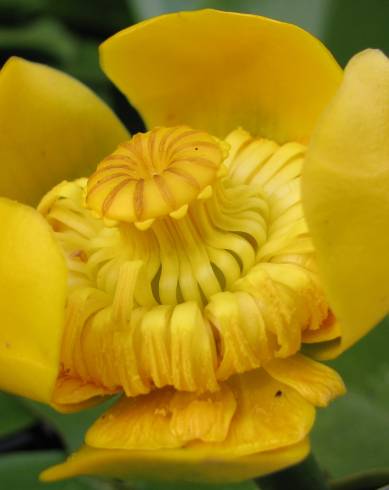 Fotografia de capa Nuphar luteum subesp. luteum - do Jardim Botânico