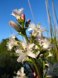 Fotografia da espécie Menyanthes trifoliata