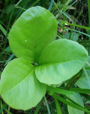 Fotografia 5 da espécie Menyanthes trifoliata no Jardim Botânico UTAD