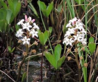 Fotografia da espécie Menyanthes trifoliata