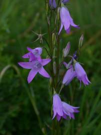 Fotografia da espécie Campanula rapunculus