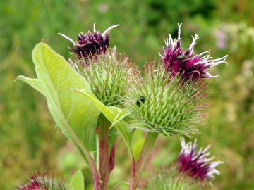 Fotografia da espécie Arctium minus