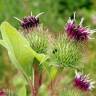 Fotografia 3 da espécie Arctium minus do Jardim Botânico UTAD