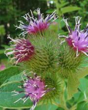 Fotografia da espécie Arctium minus