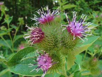 Fotografia da espécie Arctium minus