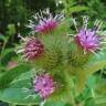 Fotografia 1 da espécie Arctium minus do Jardim Botânico UTAD