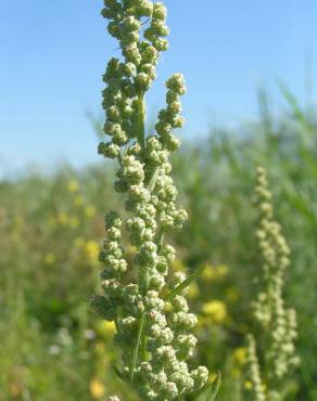 Fotografia 4 da espécie Artemisia vulgaris no Jardim Botânico UTAD