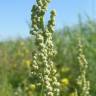 Fotografia 4 da espécie Artemisia vulgaris do Jardim Botânico UTAD