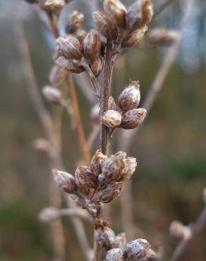 Fotografia 5 da espécie Artemisia vulgaris no Jardim Botânico UTAD