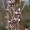 Fotografia 5 da espécie Artemisia vulgaris do Jardim Botânico UTAD