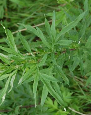 Fotografia 6 da espécie Artemisia vulgaris no Jardim Botânico UTAD