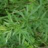 Fotografia 6 da espécie Artemisia vulgaris do Jardim Botânico UTAD