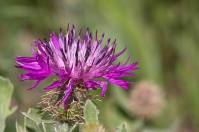 Fotografia da espécie Centaurea sphaerocephala subesp. sphaerocephala