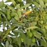 Fotografia 4 da espécie Persea americana do Jardim Botânico UTAD