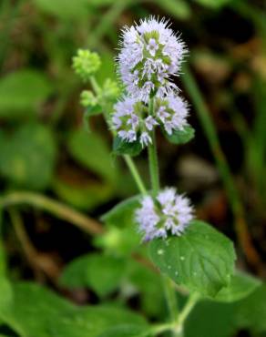 Fotografia 3 da espécie Mentha arvensis no Jardim Botânico UTAD