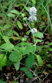 Fotografia da espécie Mentha arvensis