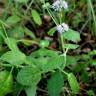 Fotografia 4 da espécie Mentha arvensis do Jardim Botânico UTAD