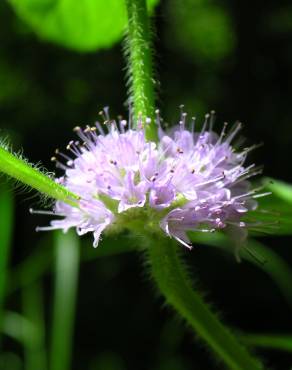 Fotografia 5 da espécie Mentha arvensis no Jardim Botânico UTAD