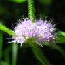 Fotografia 5 da espécie Mentha arvensis do Jardim Botânico UTAD