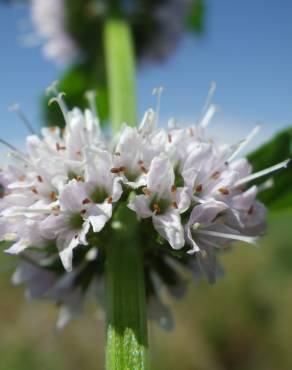 Fotografia 6 da espécie Mentha arvensis no Jardim Botânico UTAD