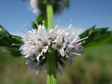 Fotografia da espécie Mentha arvensis