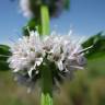 Fotografia 6 da espécie Mentha arvensis do Jardim Botânico UTAD