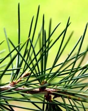 Fotografia 5 da espécie Cedrus deodara no Jardim Botânico UTAD