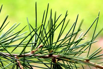 Fotografia da espécie Cedrus deodara