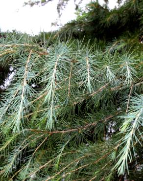 Fotografia 1 da espécie Cedrus deodara no Jardim Botânico UTAD