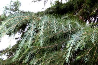 Fotografia da espécie Cedrus deodara