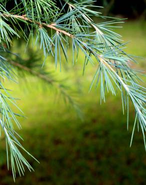 Fotografia 6 da espécie Cedrus deodara no Jardim Botânico UTAD