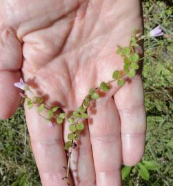 Fotografia da espécie Anagallis tenella