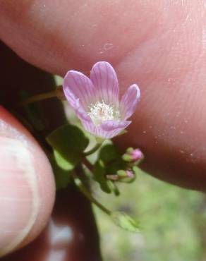 Fotografia 5 da espécie Anagallis tenella no Jardim Botânico UTAD