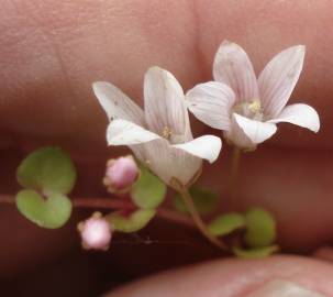 Fotografia da espécie Anagallis tenella