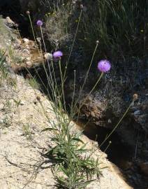 Fotografia da espécie Cheirolophus uliginosus