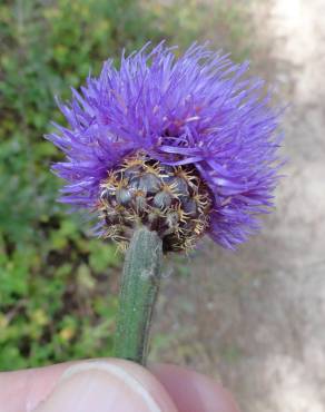 Fotografia 3 da espécie Cheirolophus uliginosus no Jardim Botânico UTAD