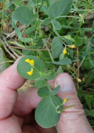 Fotografia da espécie Coronilla scorpioides