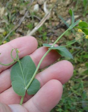 Fotografia 3 da espécie Coronilla scorpioides no Jardim Botânico UTAD