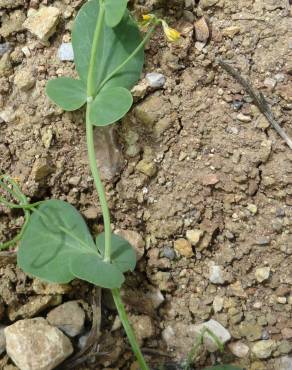 Fotografia 4 da espécie Coronilla scorpioides no Jardim Botânico UTAD