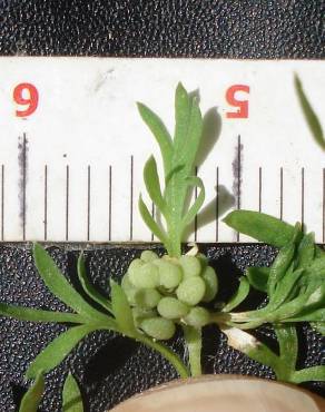 Fotografia 3 da espécie Lepidium didymum no Jardim Botânico UTAD