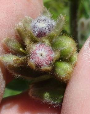 Fotografia 7 da espécie Cynoglossum clandestinum no Jardim Botânico UTAD