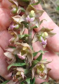 Fotografia da espécie Epipactis helleborine